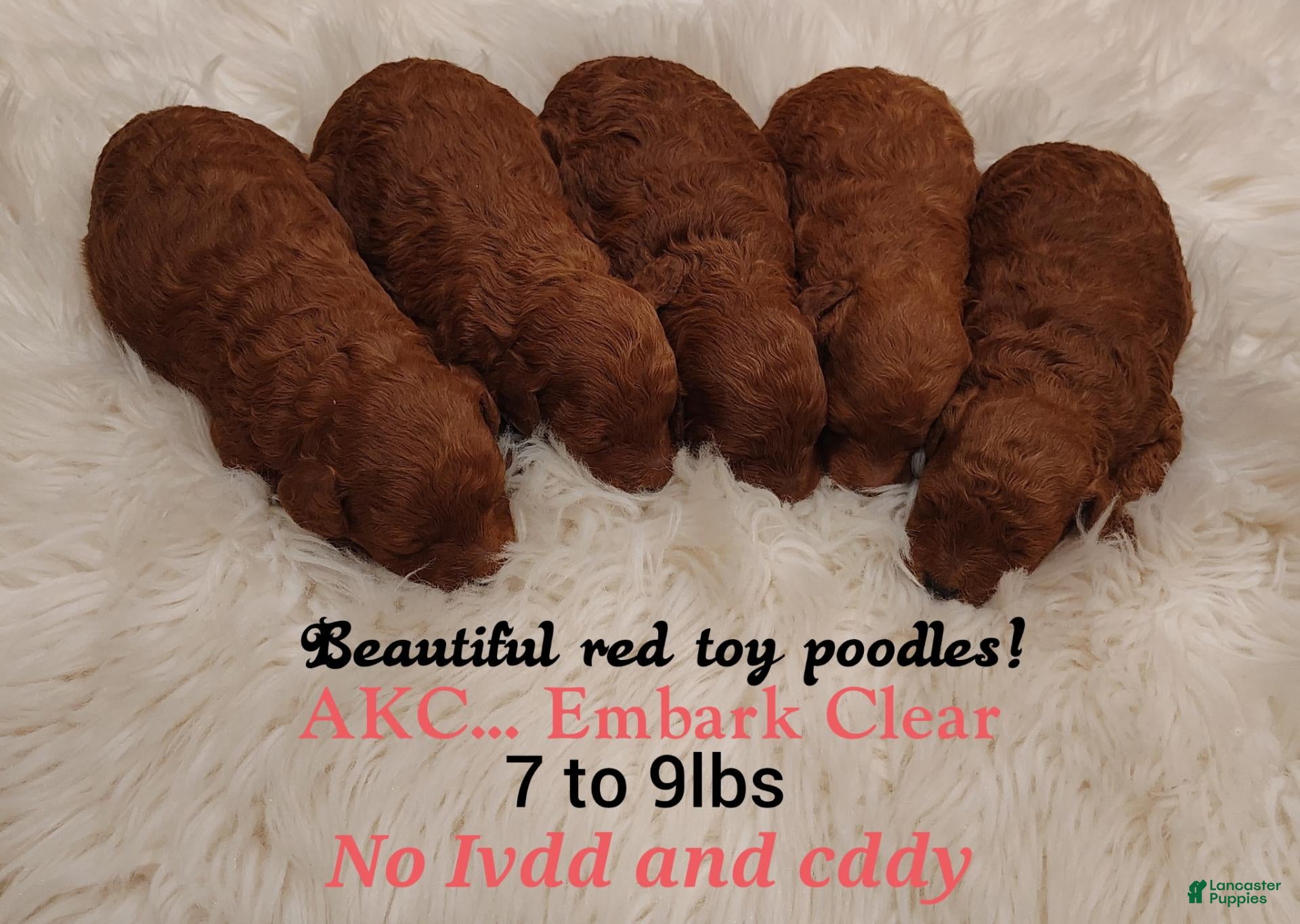 Mixed Breed dogs Toy Poodles - Ad 1