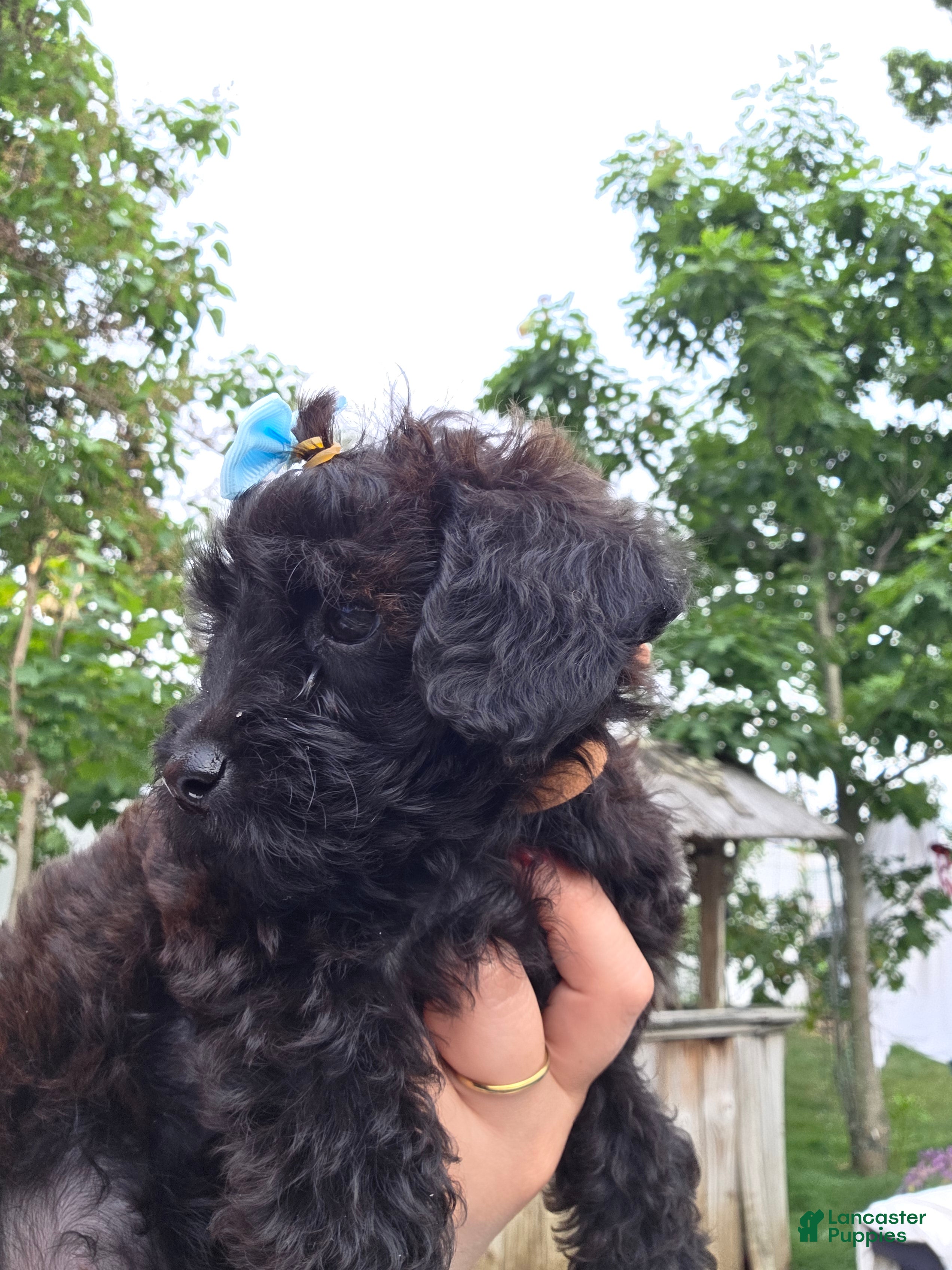 Yorkiepoo dogs Yorkiepoo 5 Brown collar Expresso ☕️ - Ad 2