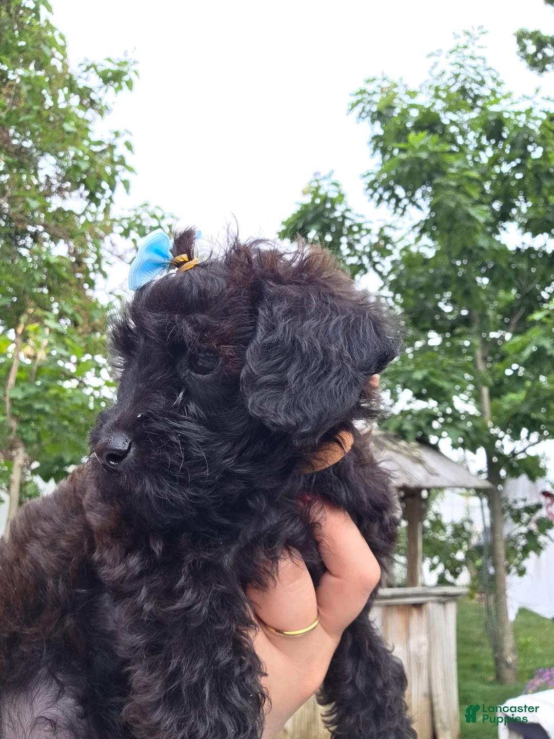 Yorkiepoo dogs for sale: Yorkiepoo 5 Brown collar Expresso ☕️ - Ad 2