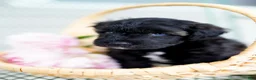 Schnoodle dogs for sale: Siren - Ad 3