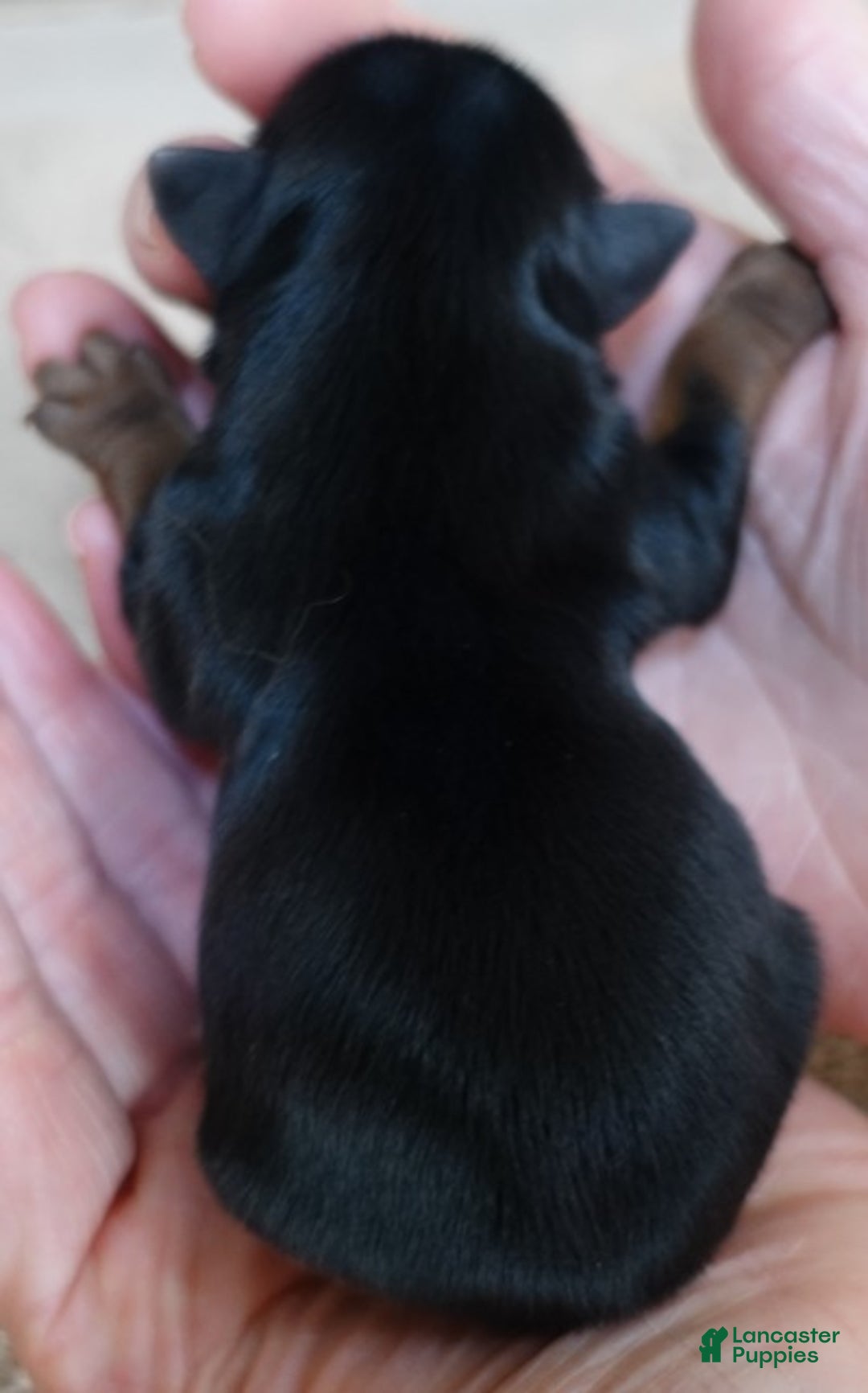 Yorkshire Terrier dogs for sale: Taj  - Ad 10