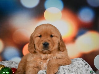 Golden Retriever dogs Mia - Ad 23