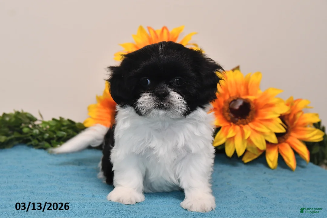 Shih Tzu dogs for sale: Rain - Ad 5