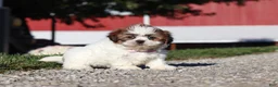 Shih Tzu dogs for sale: Julia - Ad 4