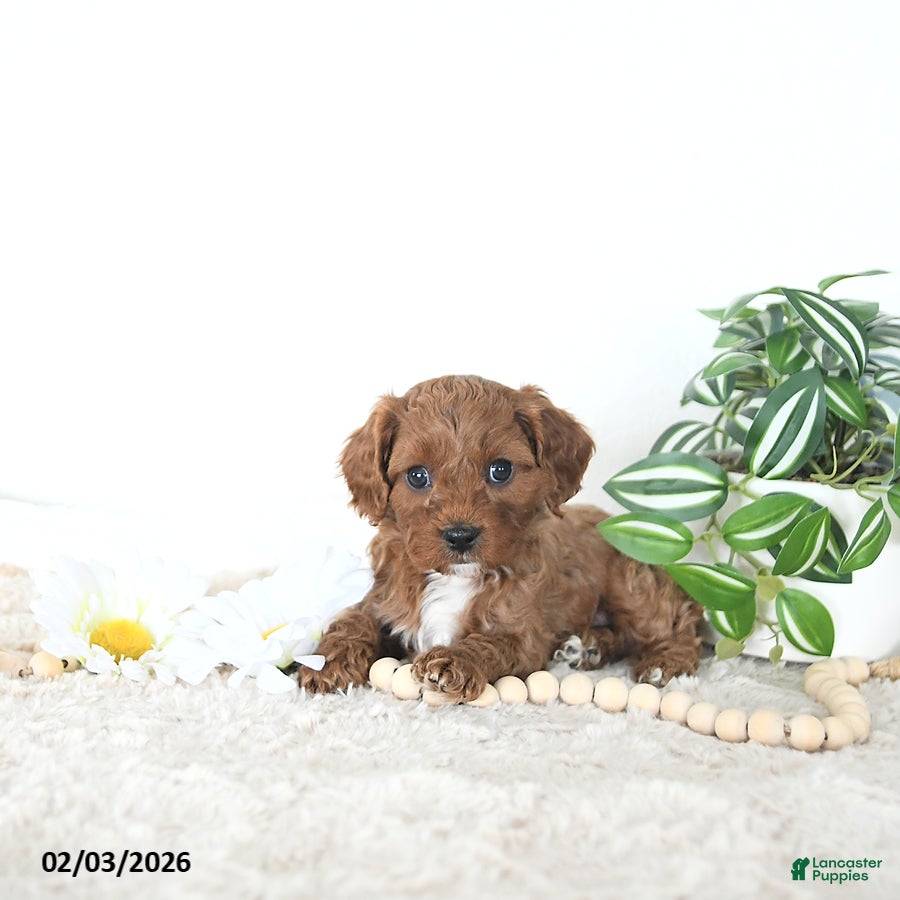 Cavapoo dogs Toby EXTRA SMALL - Ad 11