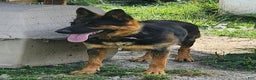 German Shepherd dogs for sale: Bella    - Ad 6