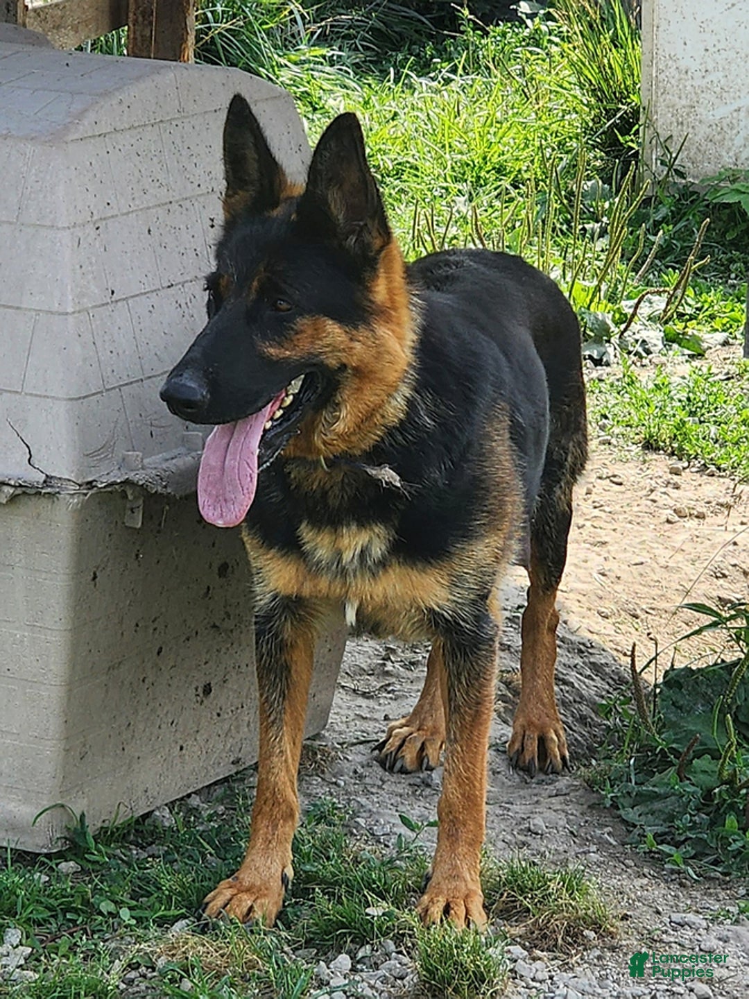 German Shepherd dogs for sale: Bella    - Ad 6