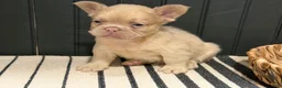 French Bulldog dogs for sale: King George - Ad 16