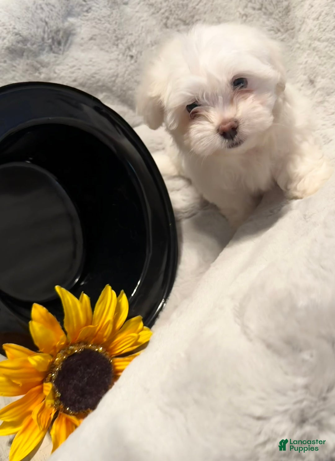 Mixed Breed dogs for sale:  Lhatese Breed “Daisy” - Ad 8