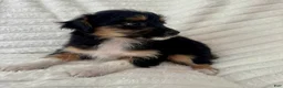 Mixed Breed dogs for sale: Pearl  - Ad 4