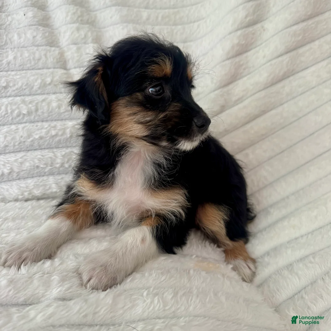 Mixed Breed dogs for sale: Pearl  - Ad 4