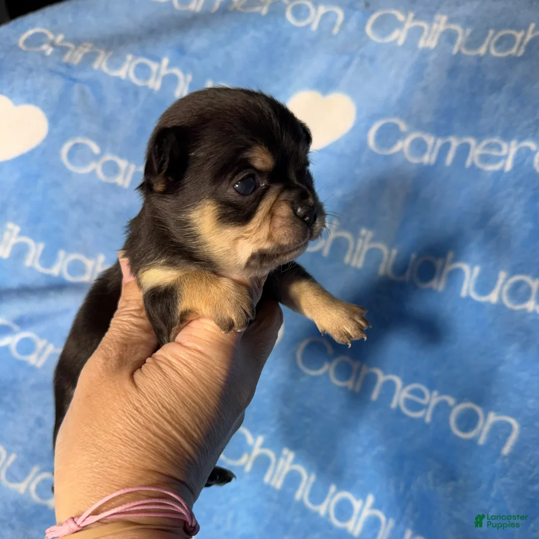 Chihuahua dogs for sale: Jed Short Coat - Ad 2