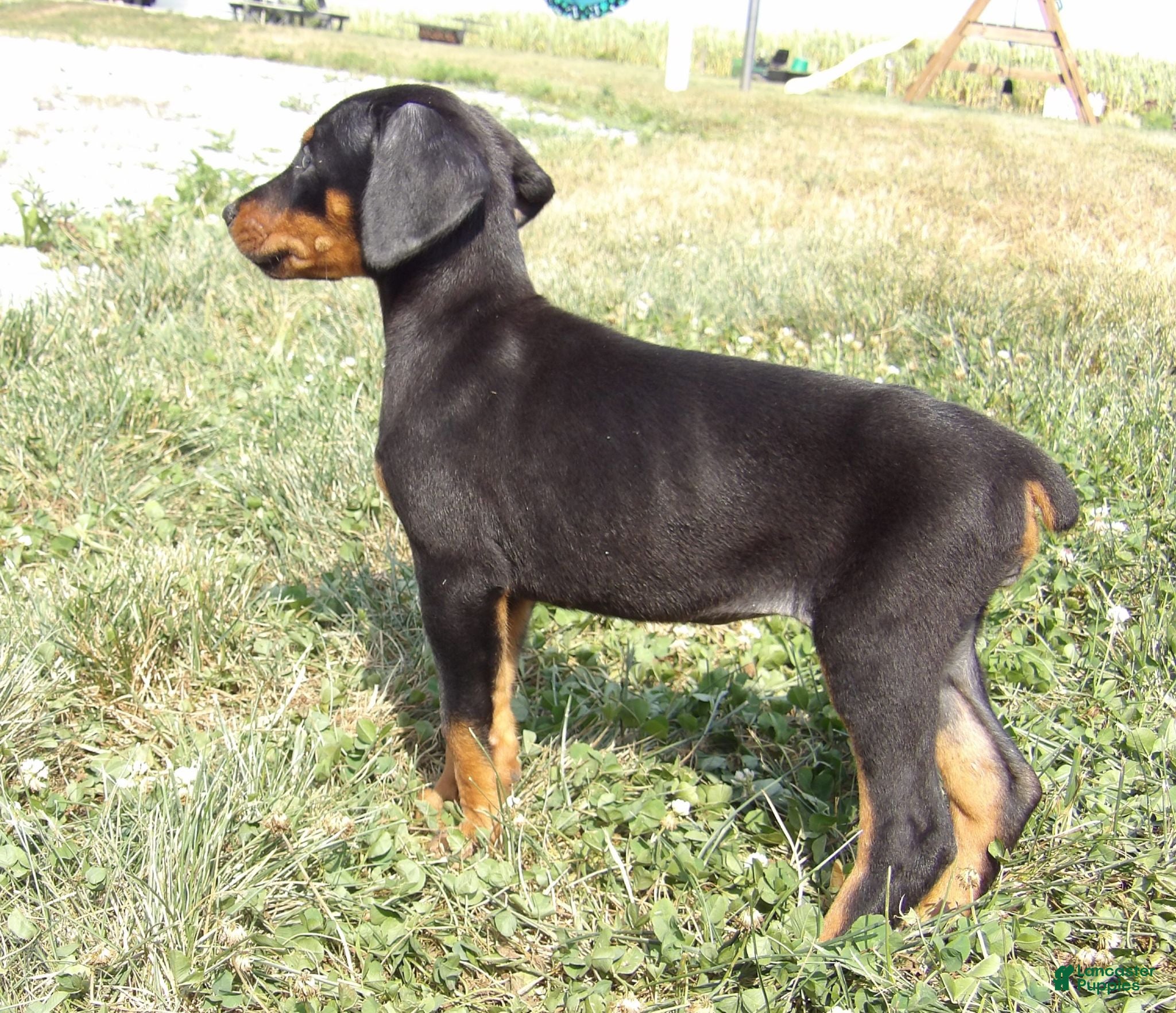 Doberman Pinscher dogs for sale: Nash  - Ad 1
