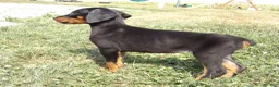 Doberman Pinscher dogs for sale: Nash  - Ad 1