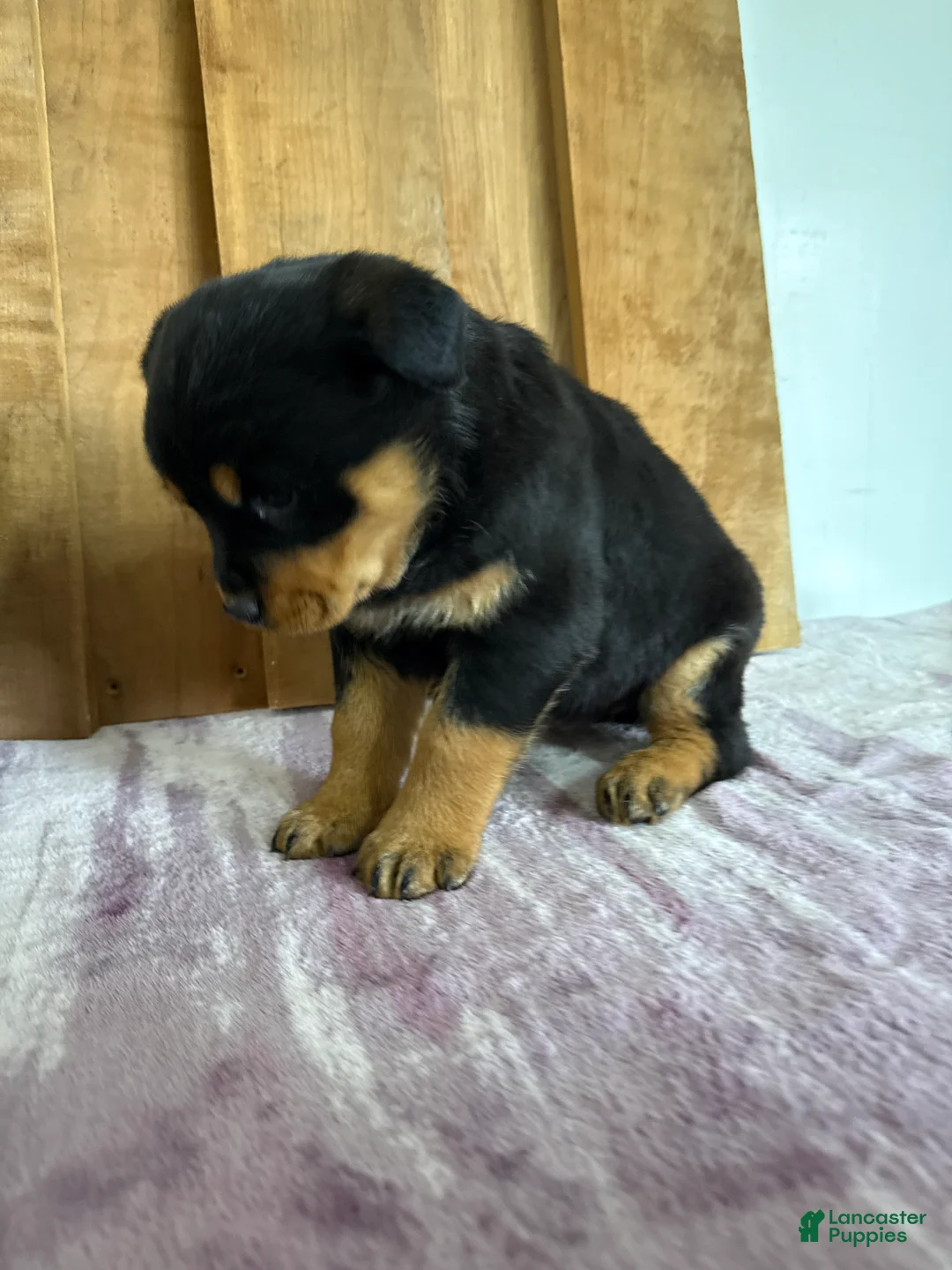 Rottweiler dogs for sale: Lucy - Ad 17