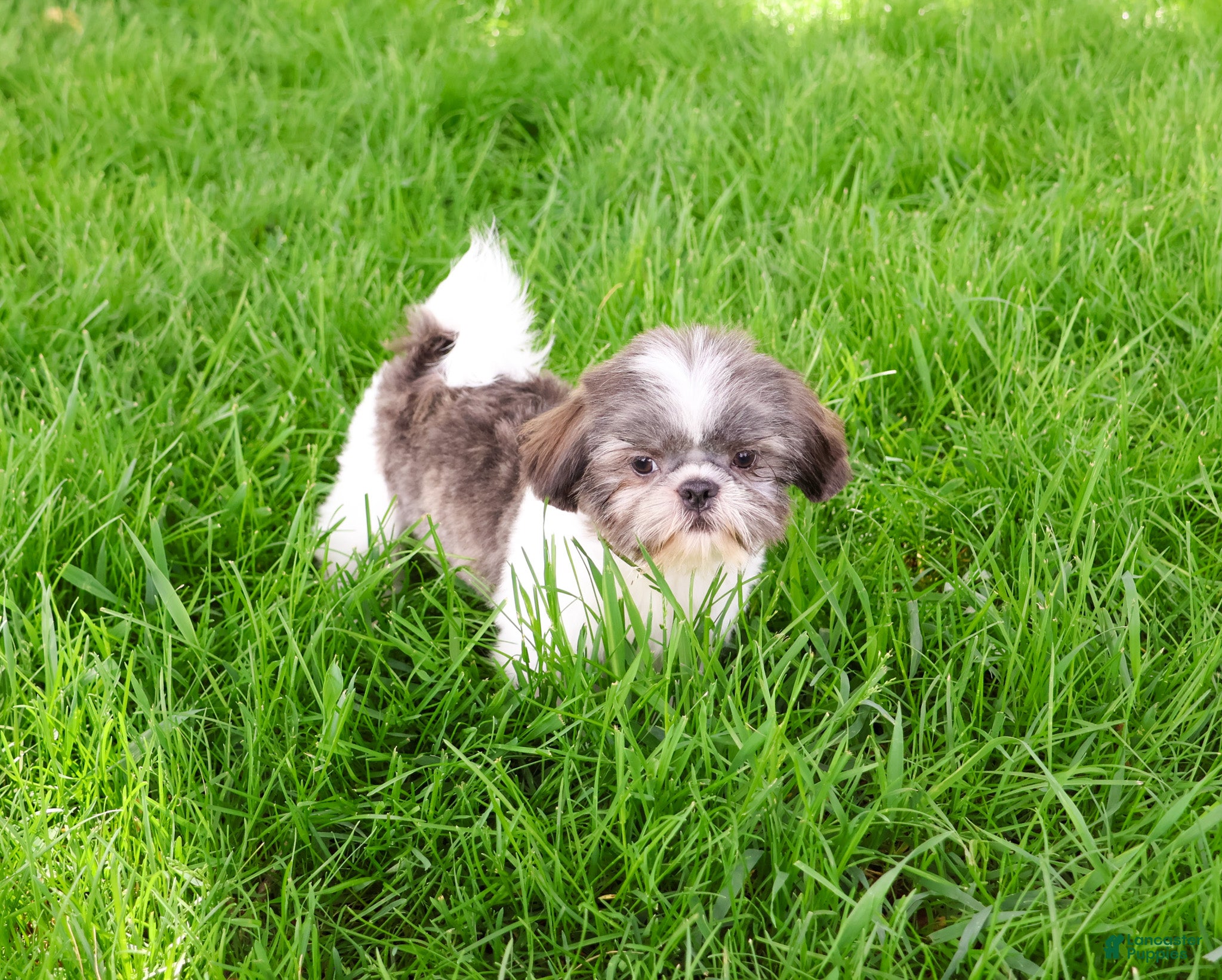 Shih Tzu dogs for sale: Aztec - Ad 3