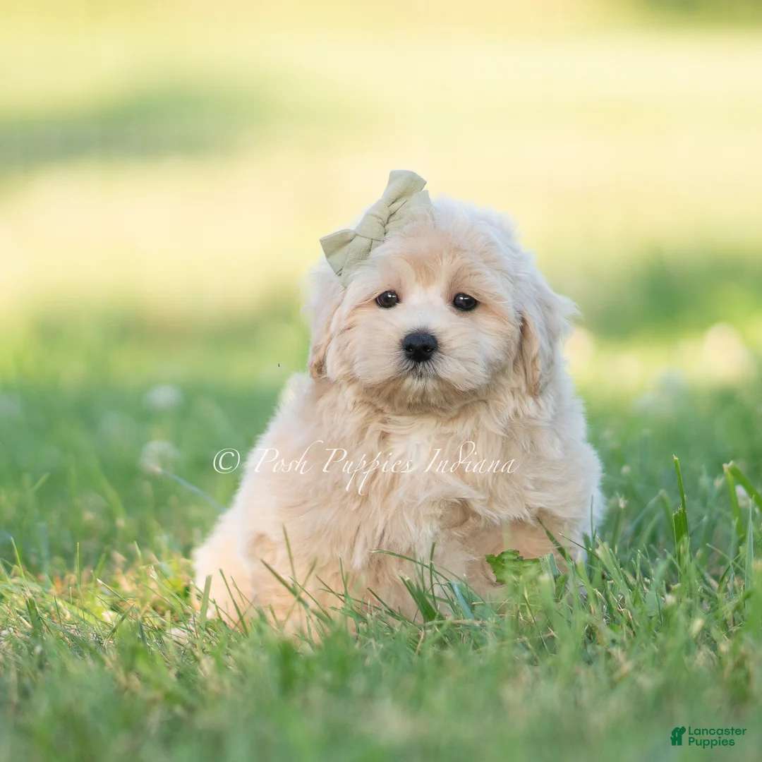Maltipoo dogs for sale: banks - Ad 2