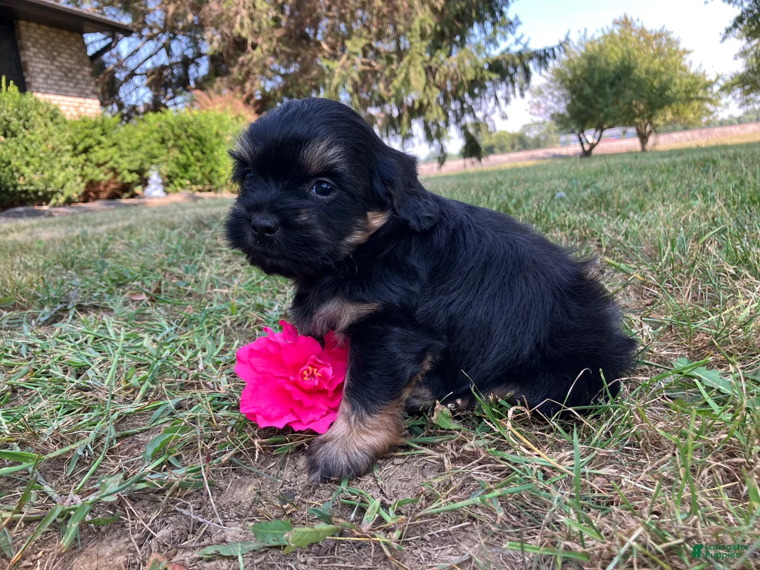 Shihpoo dogs for sale: Macy - Ad 7