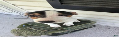 Pipsqueak