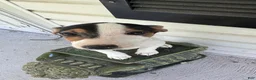 Jack Russell Terrier dogs for sale: Pipsqueak - Ad 1