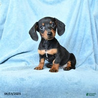 Dachshund dogs for sale: Vance - Ad 1