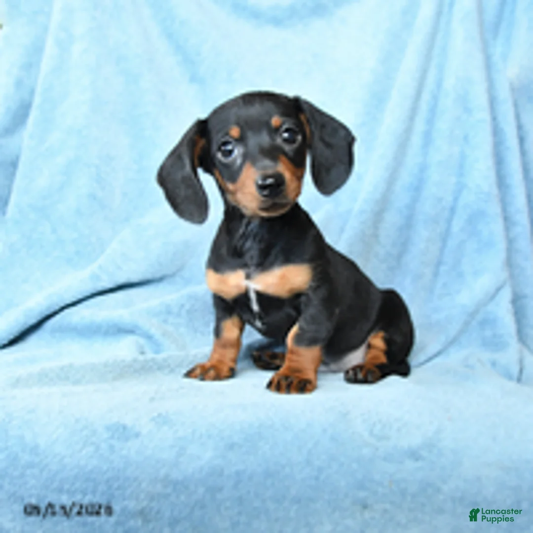 Dachshund dogs for sale: Vance - Ad 1