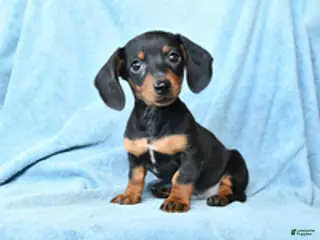 Dachshund dogs for sale: Vance - Ad 1