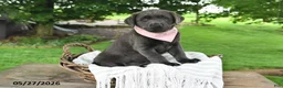Labrador Retriever dogs for sale: Lola - Ad 3