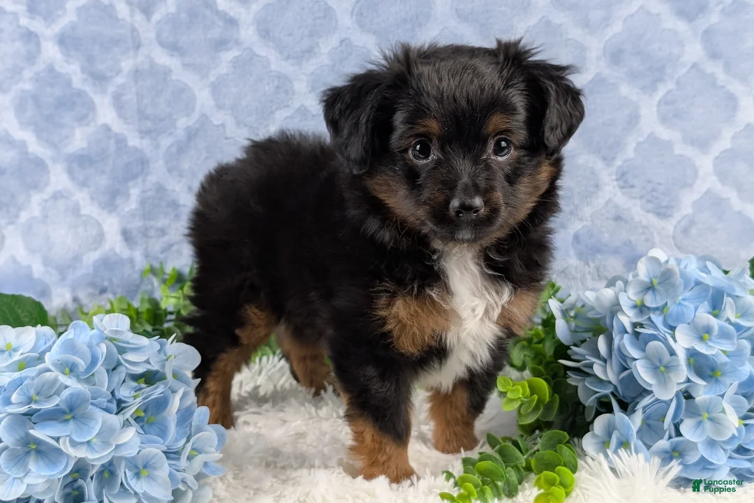 Toy Australian Shepherd dogs for sale: Bronson - Ad 9