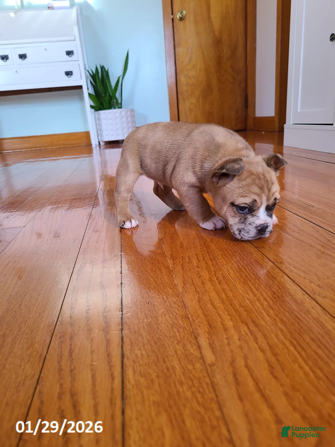 Mixed Breed dogs for sale: Milo - Ad 8