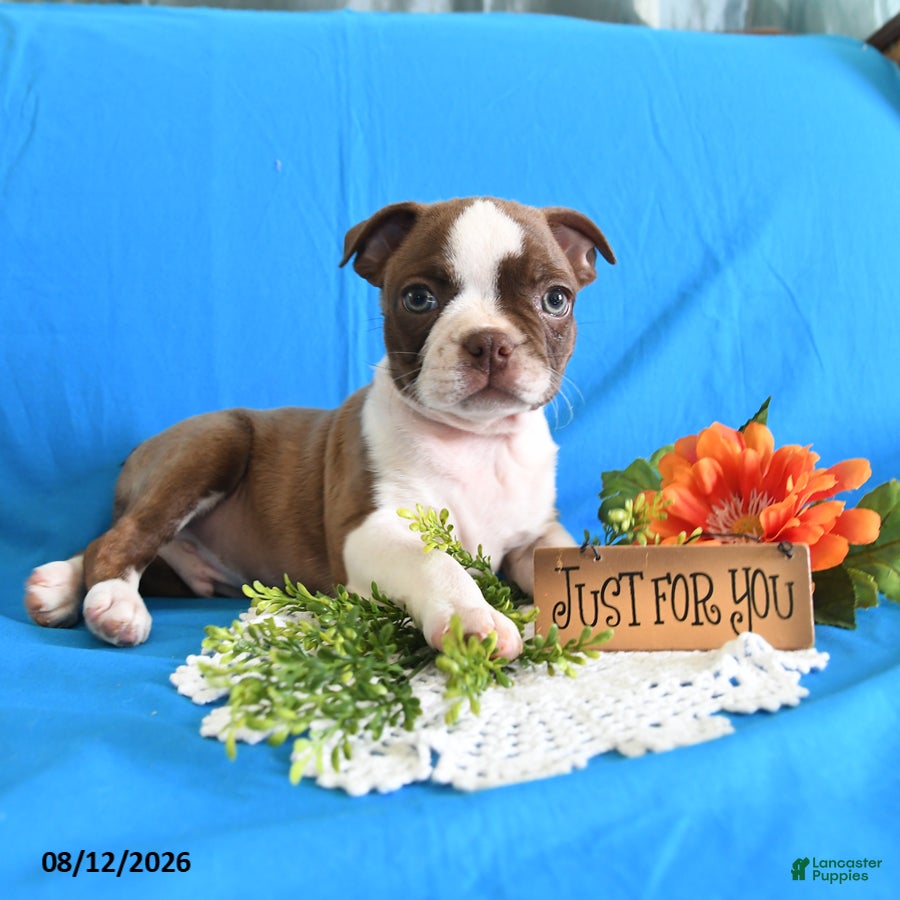 Boston Terrier dogs Zeus - Ad 1
