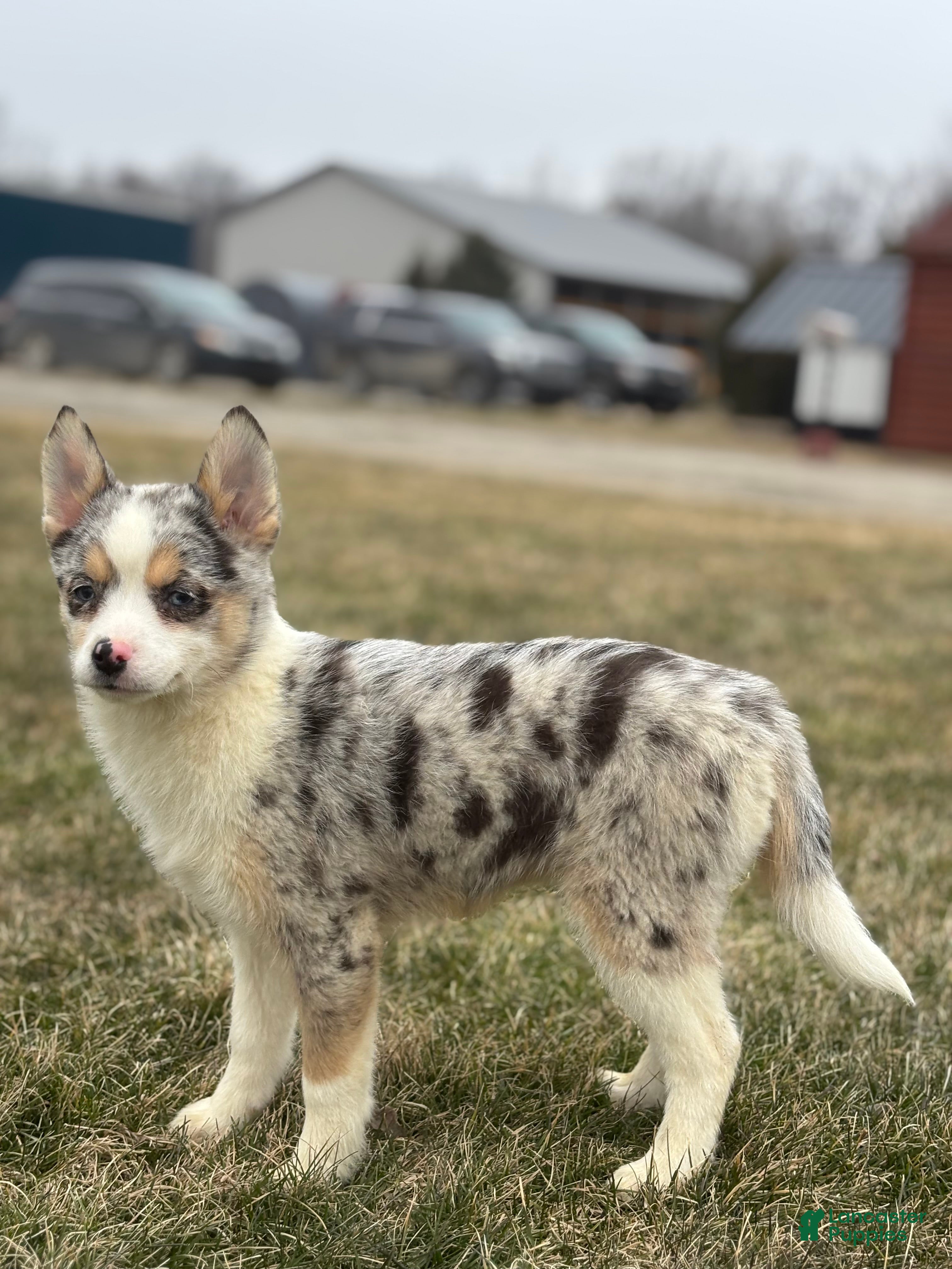 Pomsky dogs Trixie - Ad 2