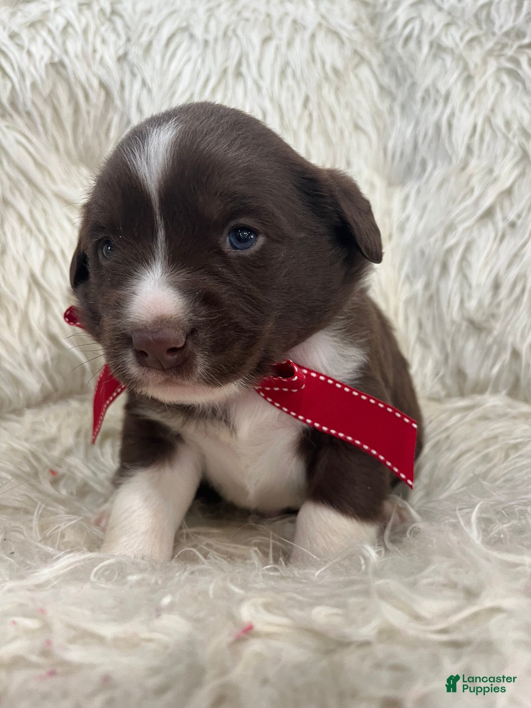 Mixed Breed dogs for sale: Bear - Ad 4