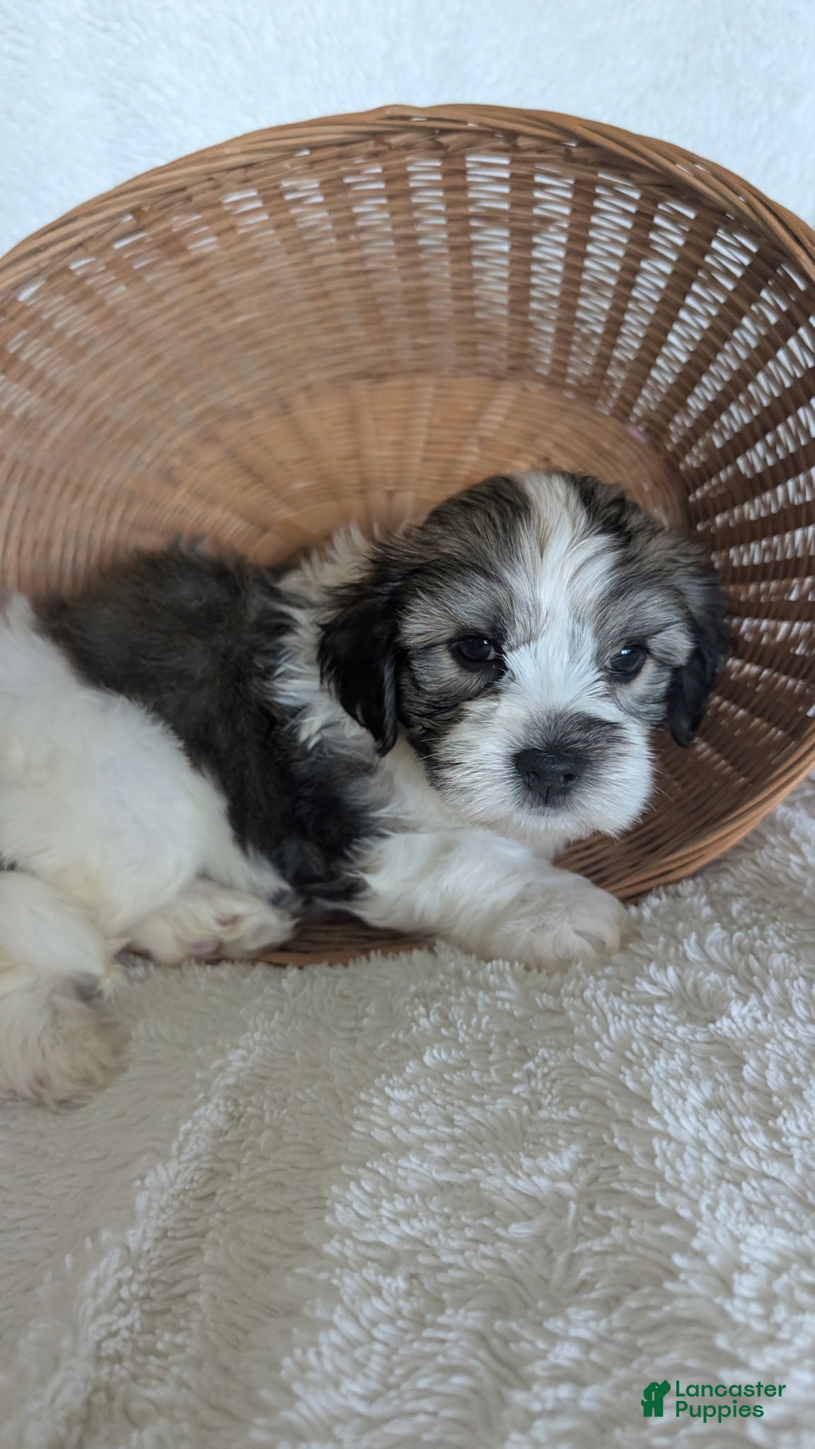 Havanese dogs Waffles  - Ad 1