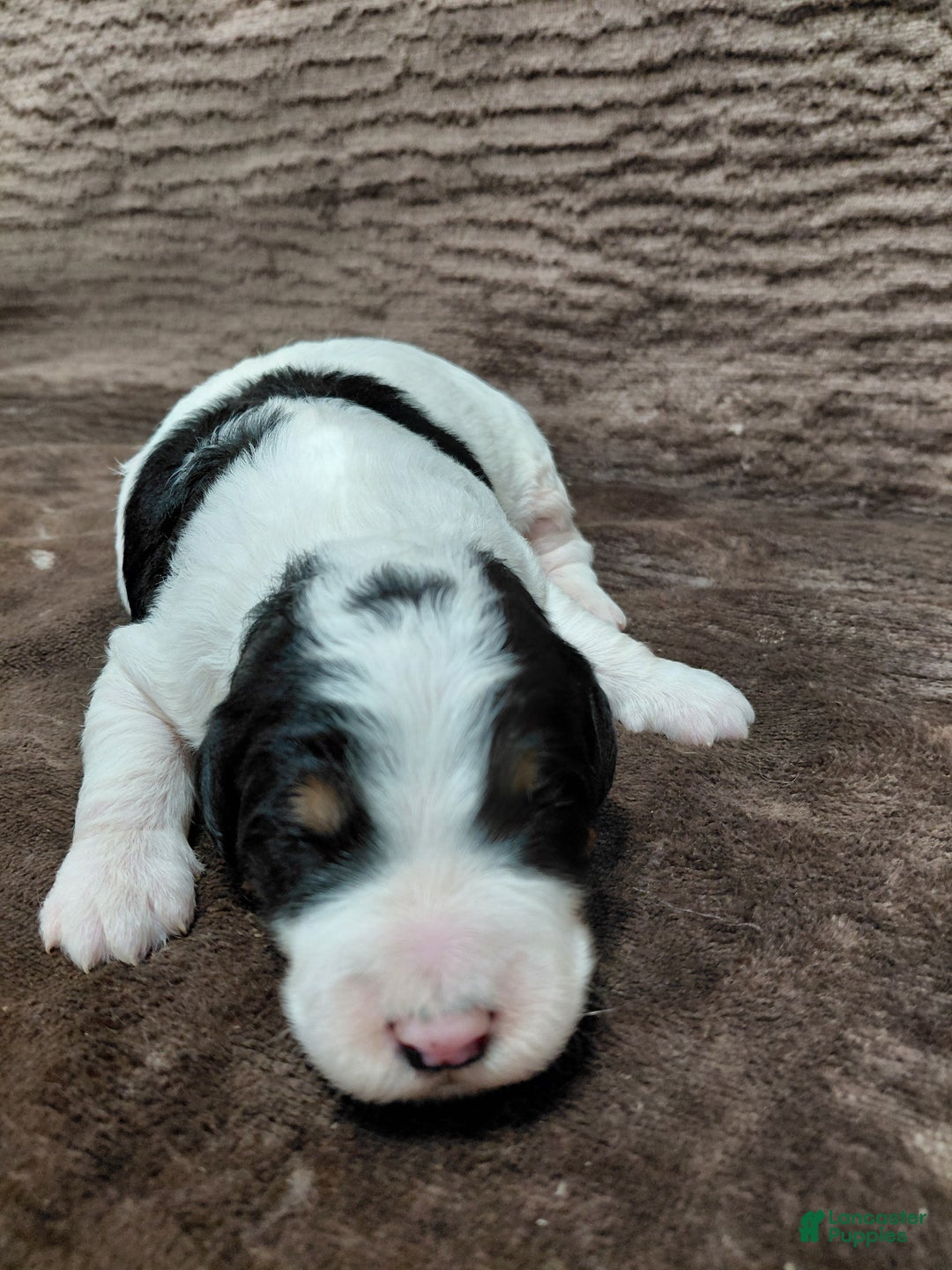Bernedoodle dogs for sale: Bentley - Ad 6