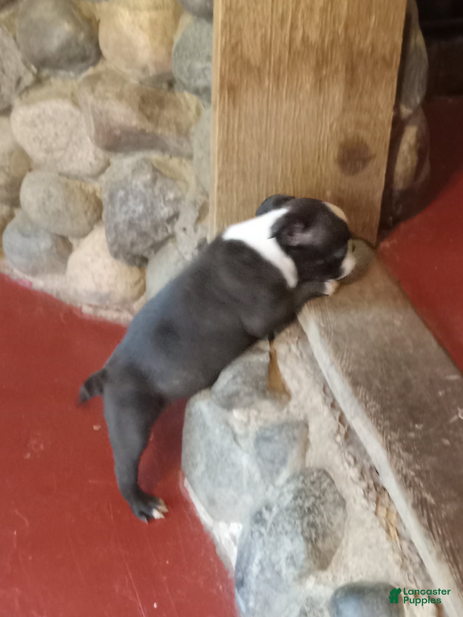 Boston Terrier dogs for sale: g-4 - Ad 2