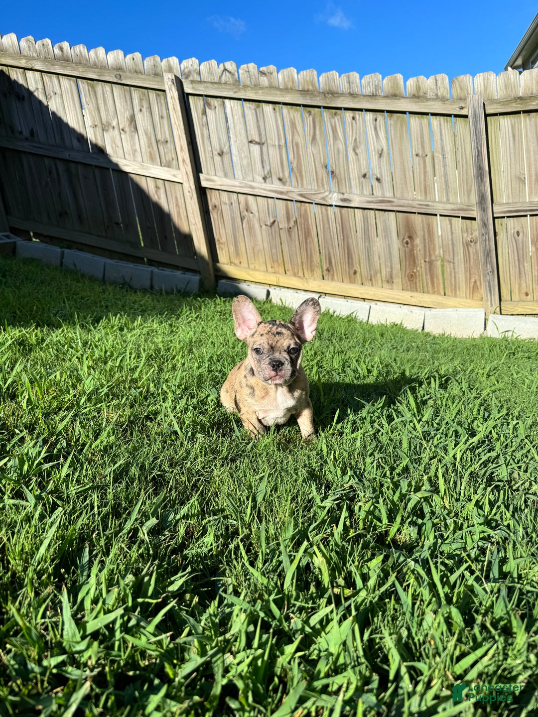 Gallery Image {{count}}