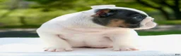 English Bulldog dogs for sale: Leo - Ad 5
