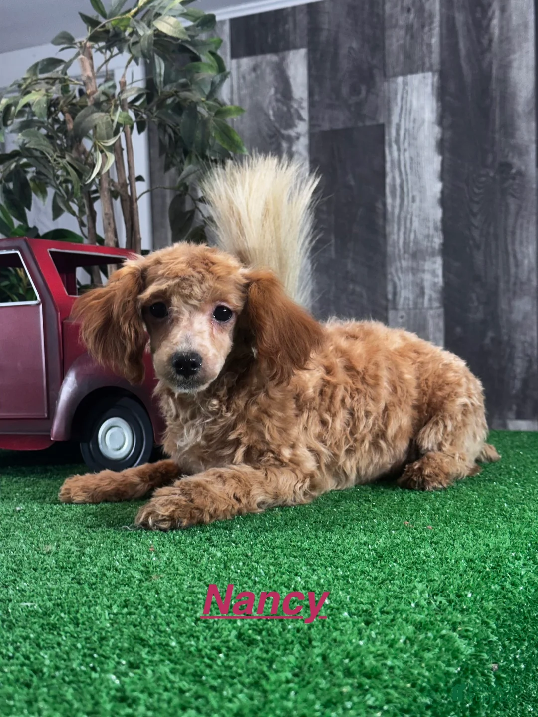 Toy Poodle dogs for sale: Nancy  - Ad 1