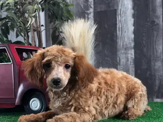 Toy Poodle dogs Nancy - Ad 2