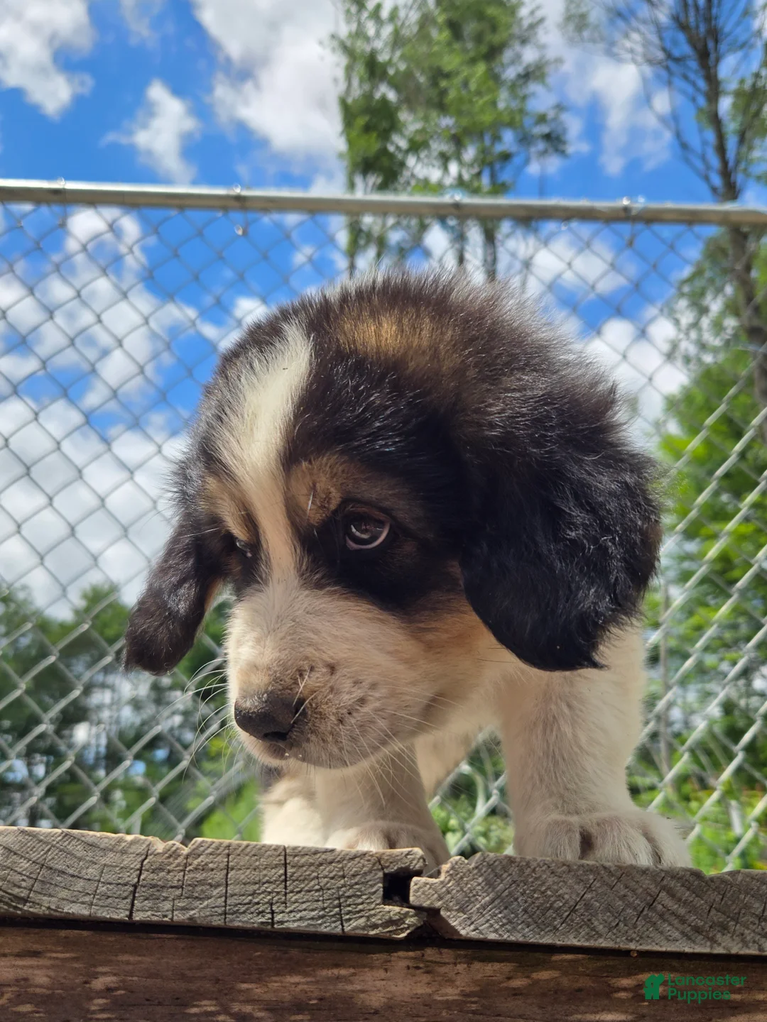 Mixed Breed dogs for sale: Phoenix - Ad 2
