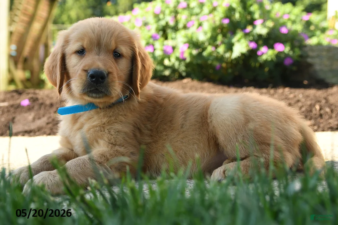 Golden Retriever dogs for sale: Harley - Ad 5