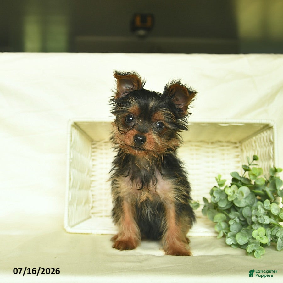 Yorkshire Terrier dogs Blazer  - Ad 1