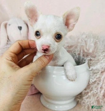 Chihuahua dogs Chihuahua Puppy 1 - Ad 12