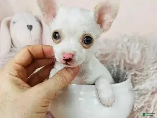 Chihuahua dogs Chihuahua Puppy 1 - Ad 12