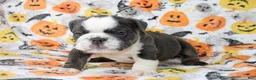 English Bulldog dogs for sale: Cody  - Ad 4