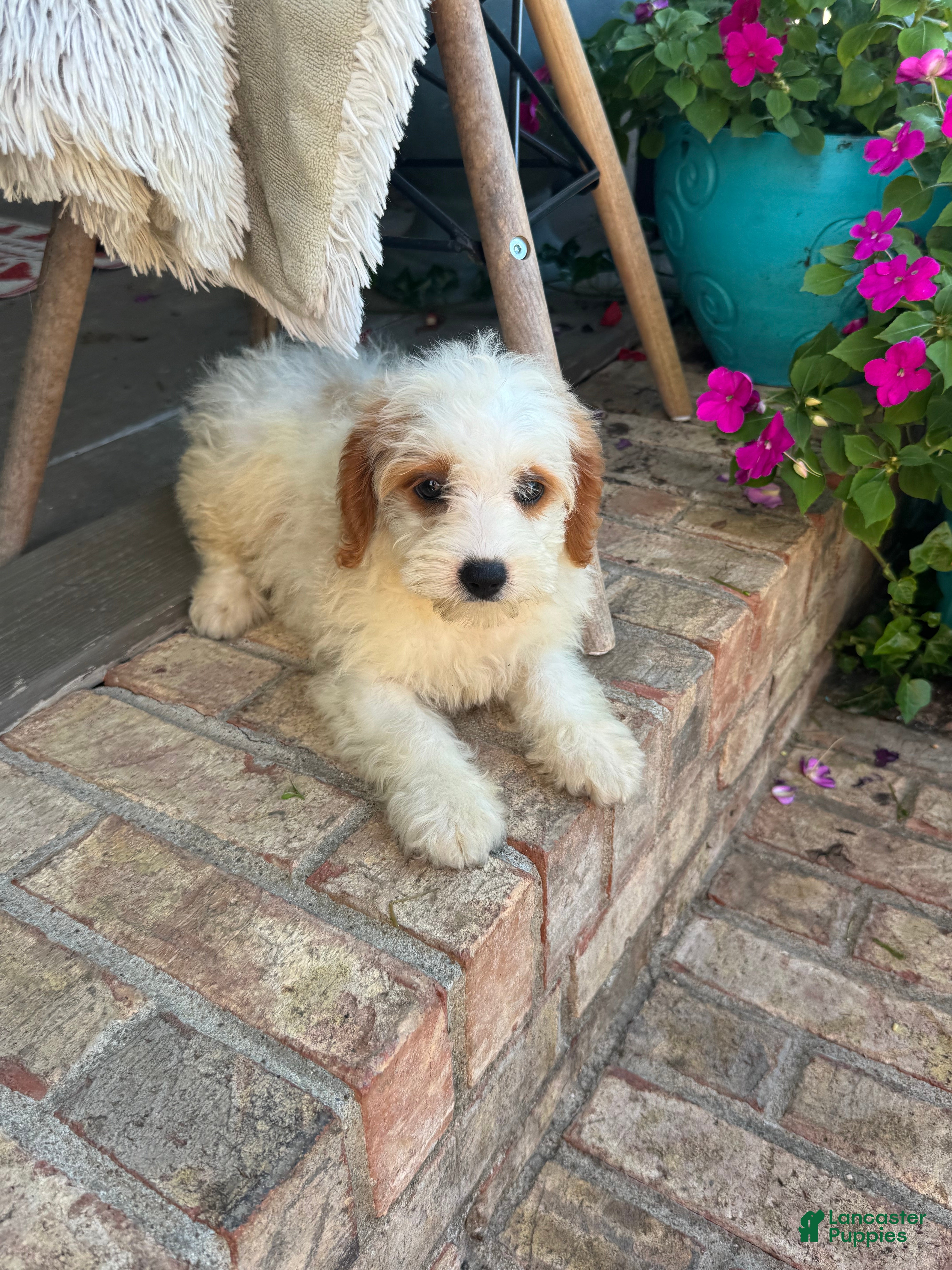Mini Bernedoodle dogs Bailey - Ad 29