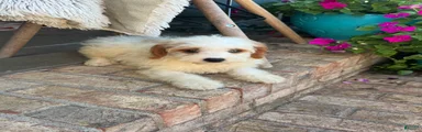 Bailey