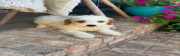 Mini Bernedoodle dogs for sale: Bailey - Ad 12