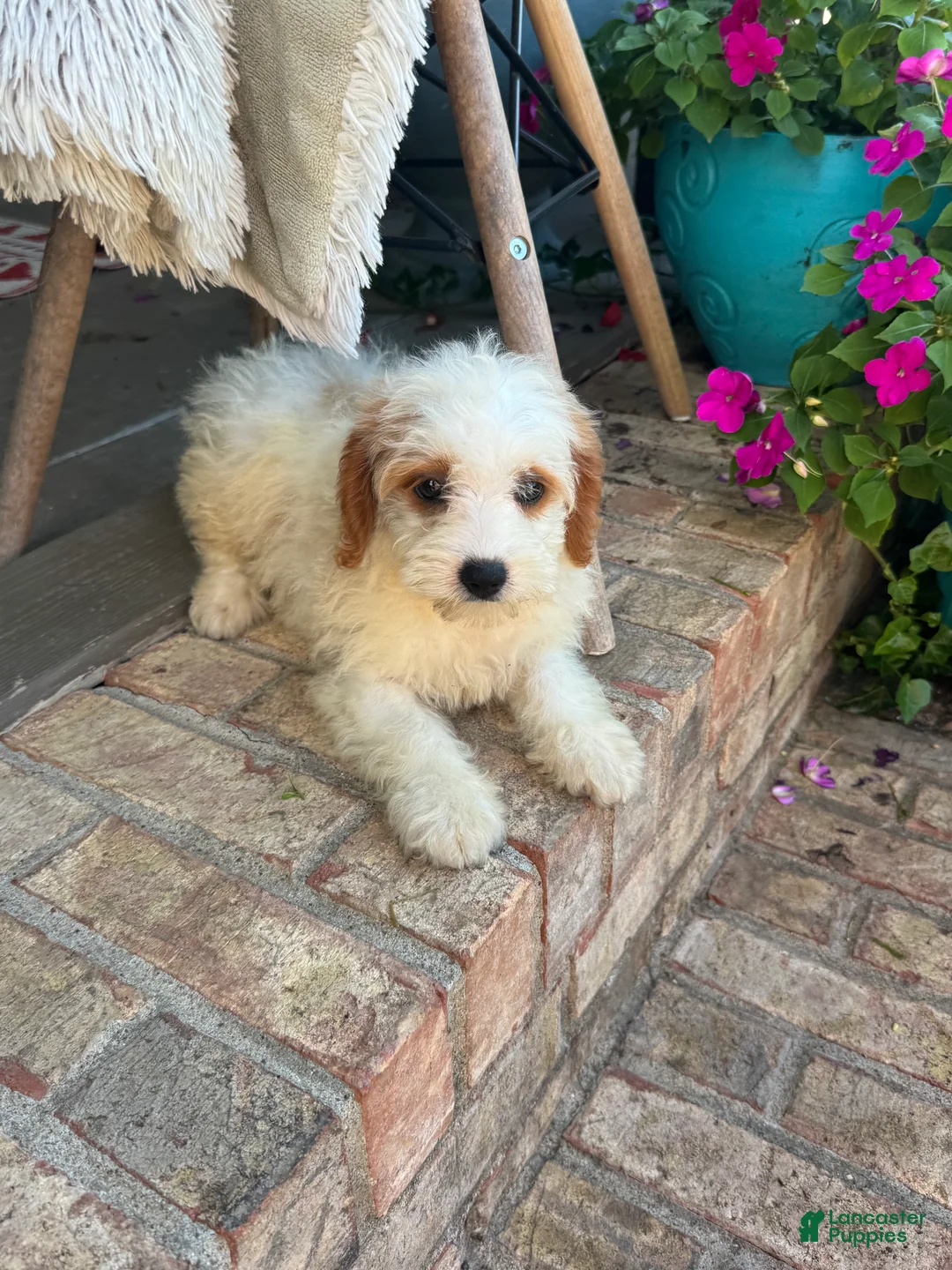 Mini Bernedoodle dogs for sale: Bailey - Ad 12
